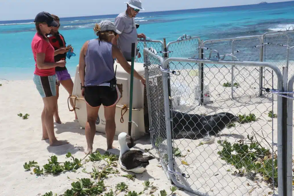 A group of girls at the beach volunteering to take care of a seal. Meant to illustrate what universities are looking for. 