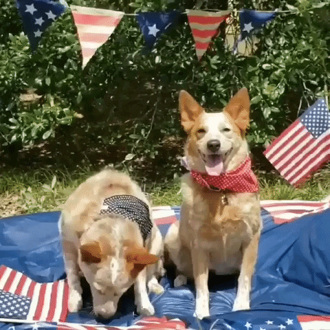 Two dogs dressed in the American flag